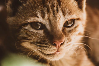 A warm, detailed digital pet portrait with soft coral and sand tones.