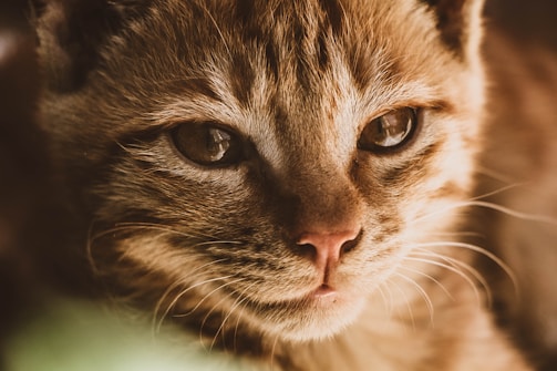 A heartwarming portrait of a cat with personalized accessories, capturing its personality.