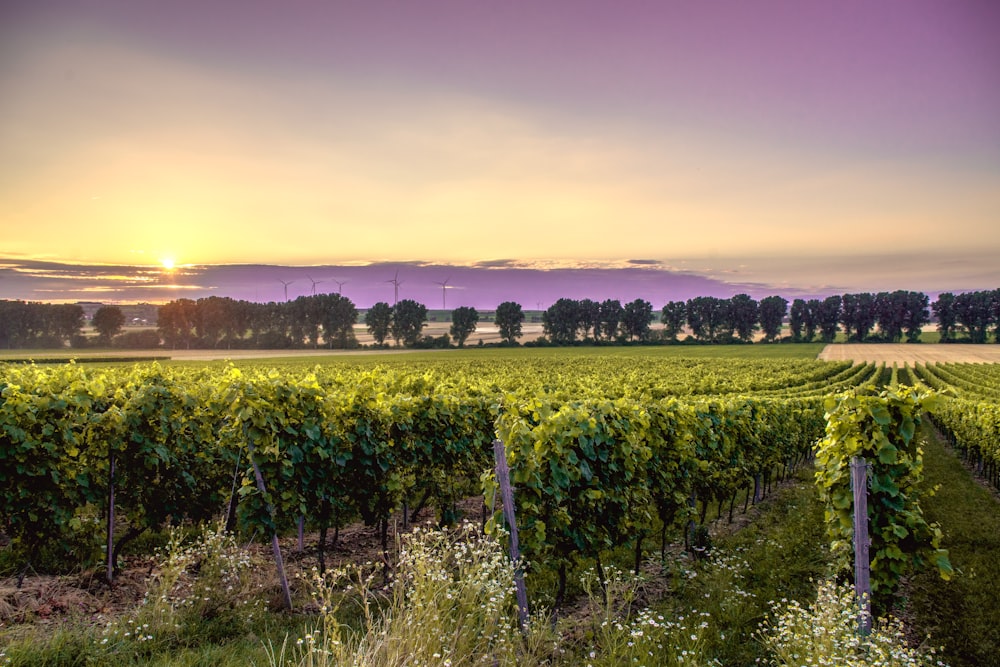 Grünes Grasfeld bei Sonnenuntergang