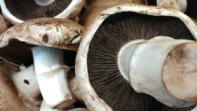 Close-up of fresh shiitake mushrooms with rich brown caps and textured stems.