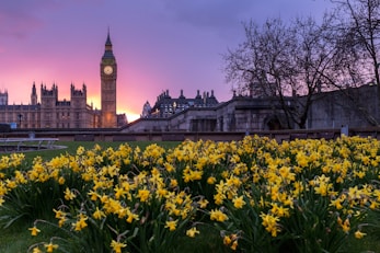 yellow flowers