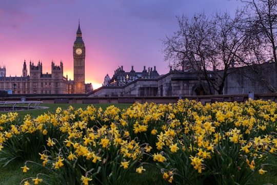 yellow flowers in Houses of Parliament United Kingdom