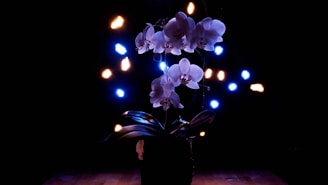 A serene arrangement of oscillatori lach-boschi glowing softly on a white and gold background.