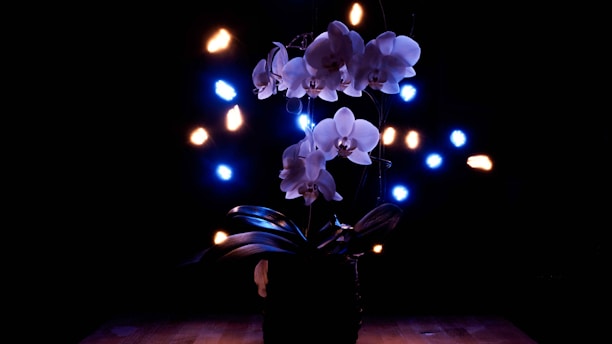 A serene arrangement of oscillatori lach-boschi glowing softly on a white and gold background.