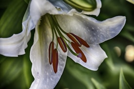 A close-up of a white lily flower with prominent reddish-brown stamens. The petals curve gracefully with hints of translucency, and a lush green background accentuates the delicate flower.