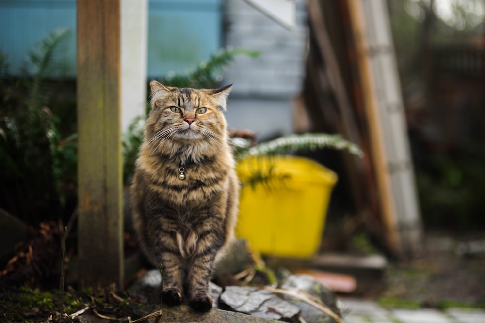 gato de casca de tartaruga sentado na rocha