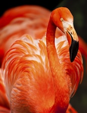 closeup photo of orange bird