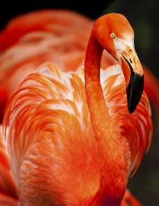 closeup photo of orange bird