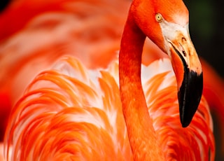 closeup photo of orange bird