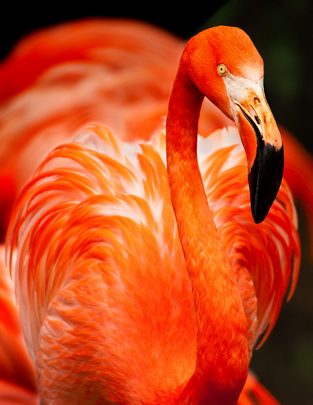  closeup photo of orange bird flamingo