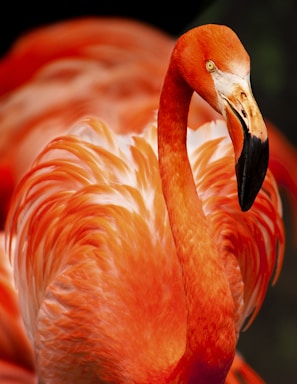 wildlife photography,how to photograph closeup photo of orange bird