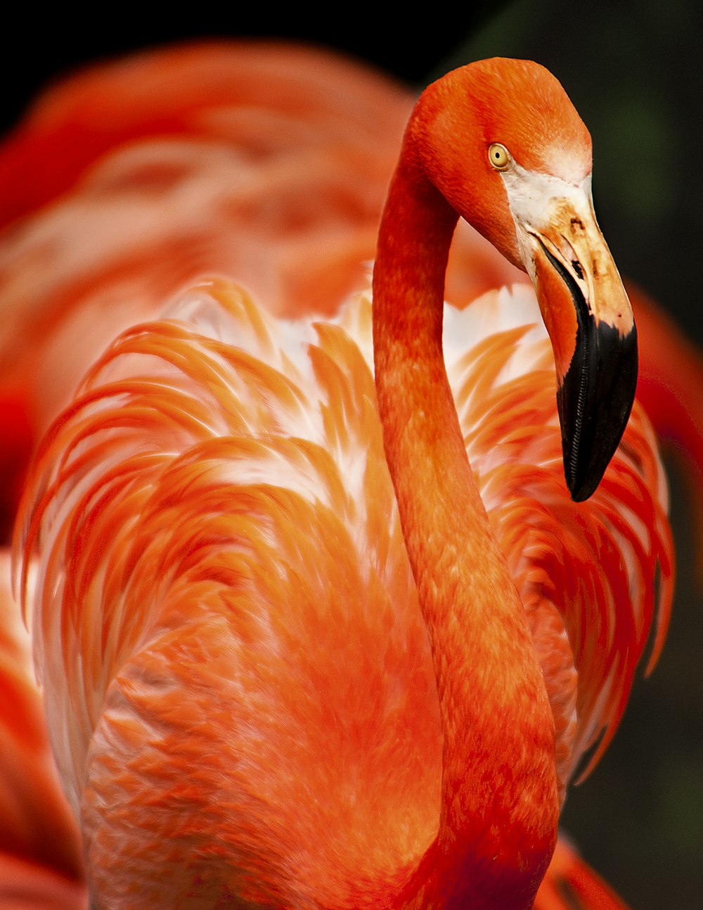 オレンジ色の鳥のクローズアップ写真