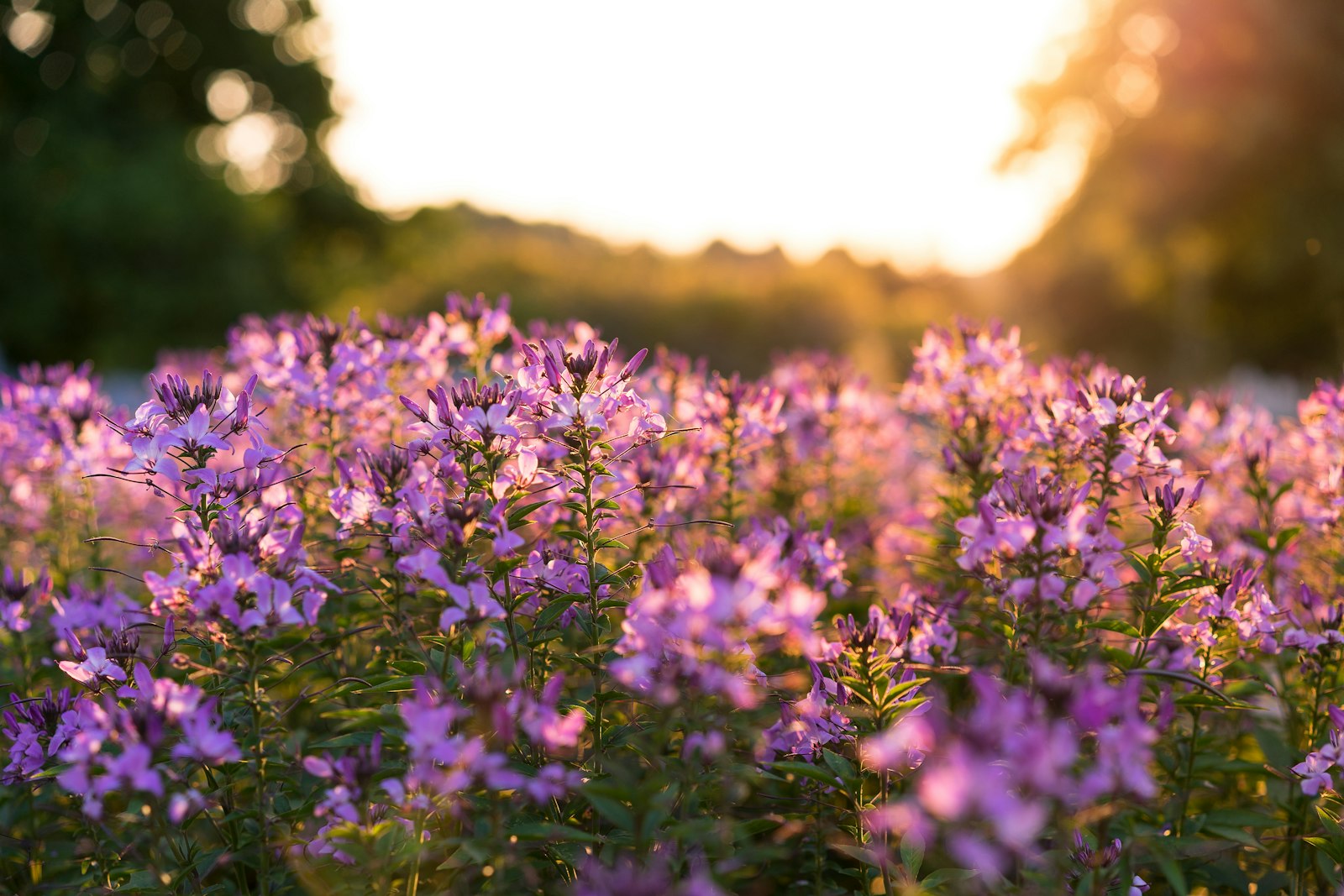 Sony a7 II + Sony Sonnar T* FE 55mm F1.8 ZA sample photo. Purple petaled flowers selective photography