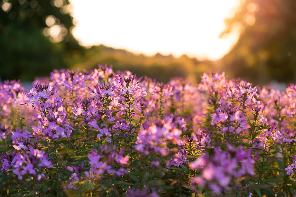 purple petaled flowers selective focus photography