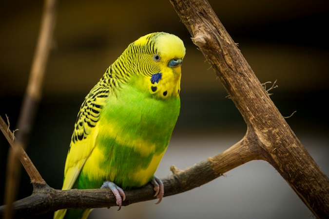 Green and yellow budgerigar perched on a bare branch.