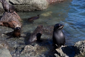 Several seals are seen resting on rocks partially submerged in water. One seal is prominently positioned on a rock, while others are either in the water or perched on rocks. The scene includes rugged stones and clear blue water, reflecting a peaceful marine environment.