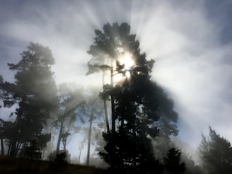 Soft rays of sunlight filtering through tall trees at dawn.