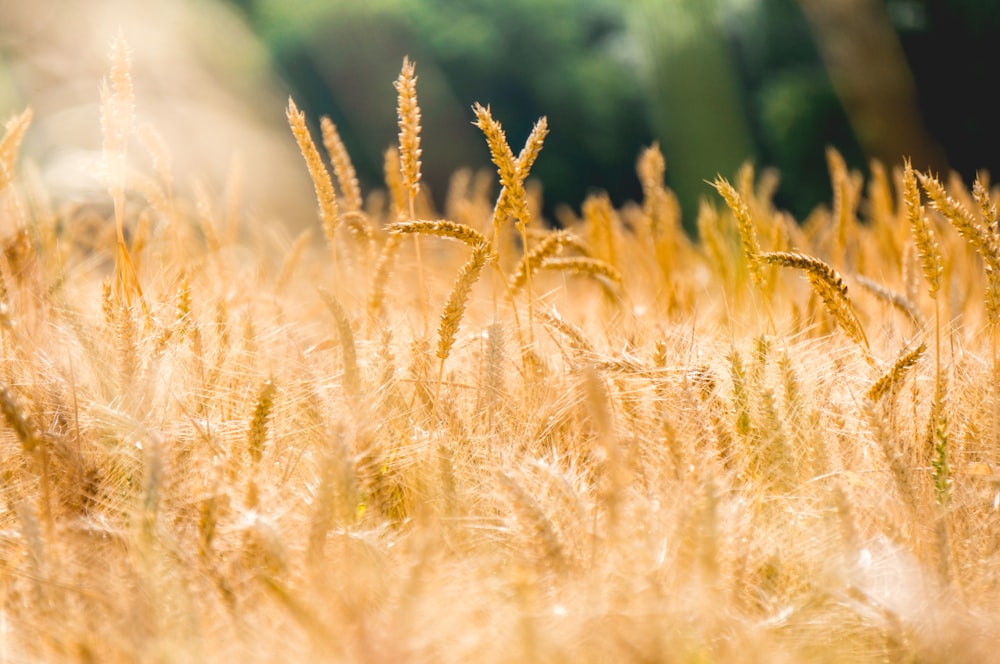 brown wheat field