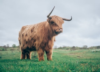 brown yak on green grass