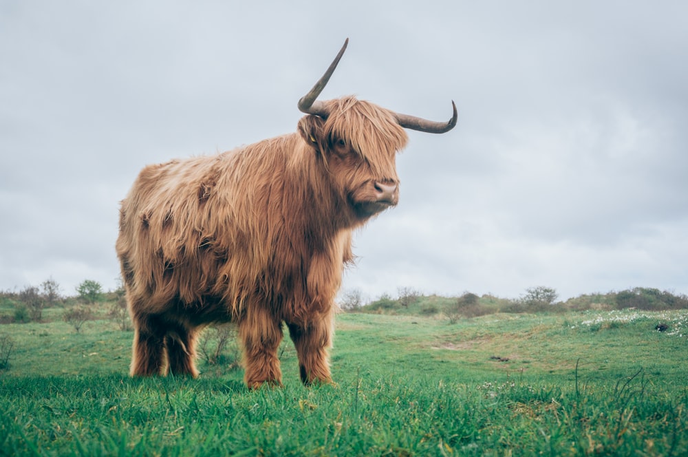 yak brun sur herbe verte