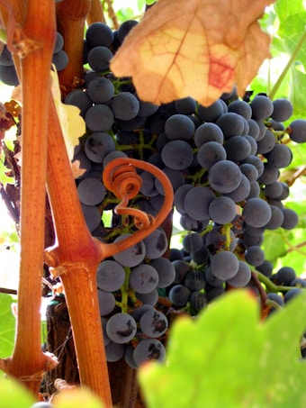 Clusters of ripe, dark purple grapes hang from a grapevine surrounded by lush green leaves. The sunlight filters through, creating a warm and inviting atmosphere. A dry, curling vine tendril adds a rustic touch amidst the vibrant colors.