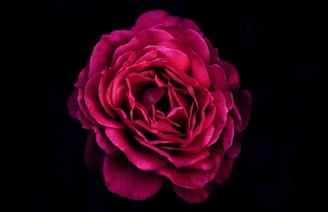 Red flower representing strength, protection, and women’s HIV prevention.