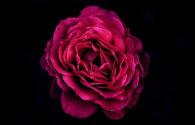 Red flower representing strength, protection, and women’s HIV prevention.