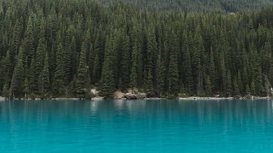 landscape photography of trees near body of water in Moraine Lake Canada