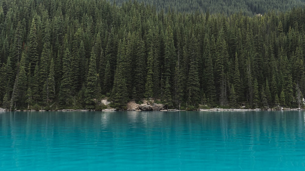 landscape photography of trees near body of water