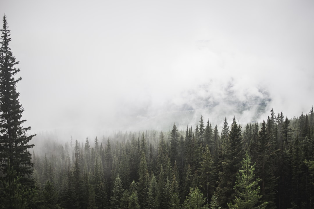 Spruce-fir forest photo spot Banff Moraine Lake