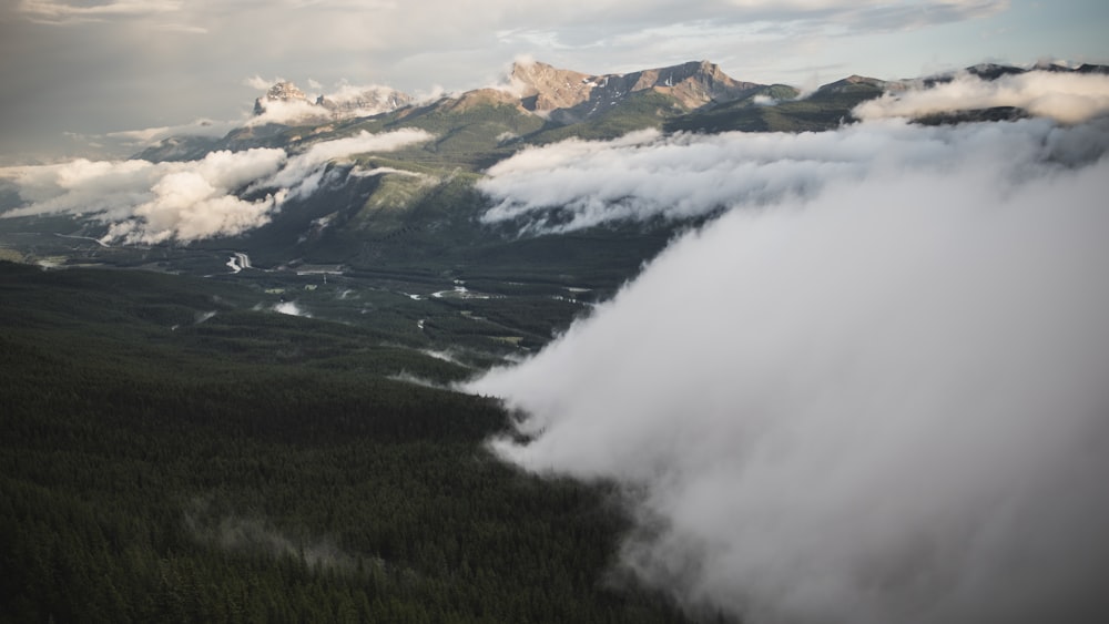 forest under cloudy sky