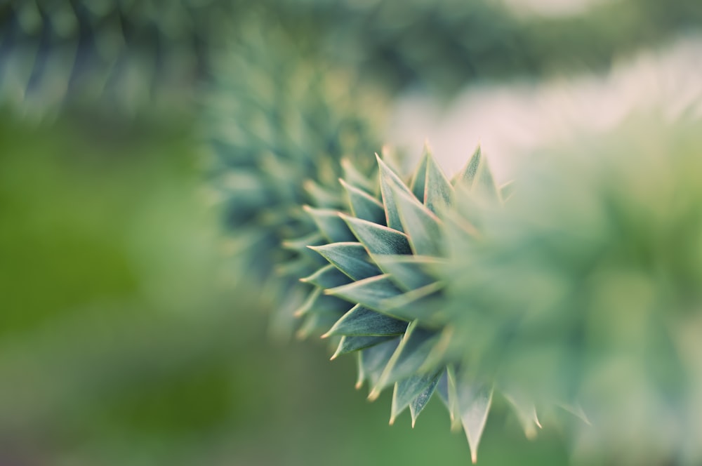 Flachfokusfotografie von grünen Blättern