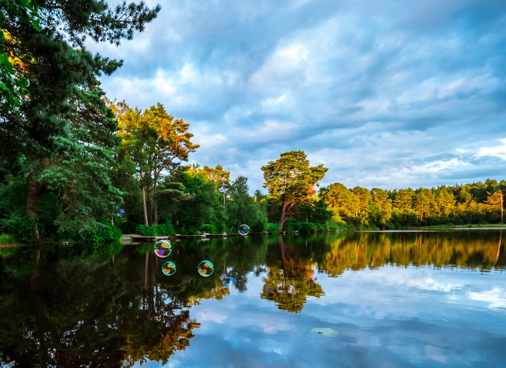 alberi a foglia verde vicino a uno specchio d'acqua durante il giorno