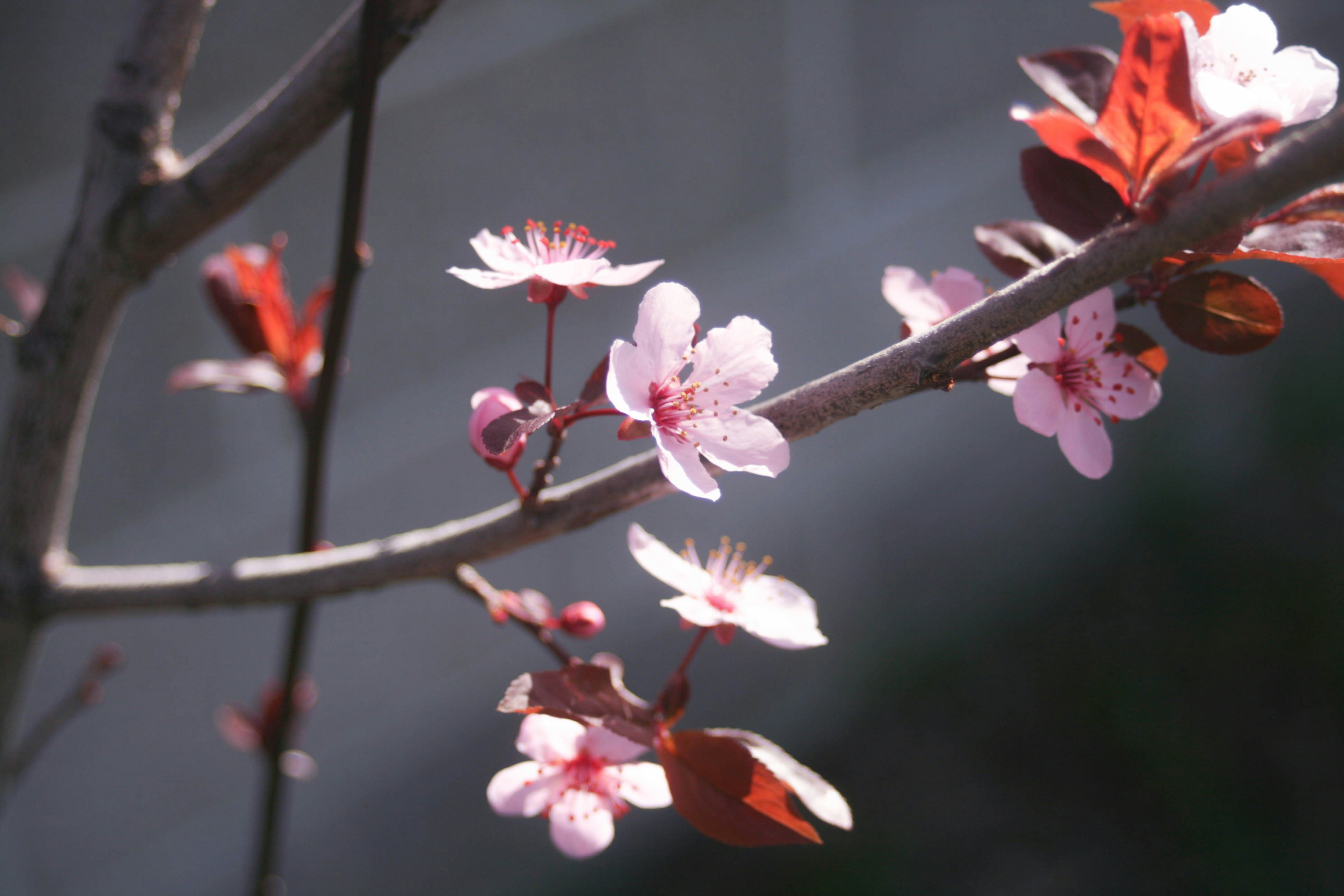 Free Unsplash photo from Melissa Taylor