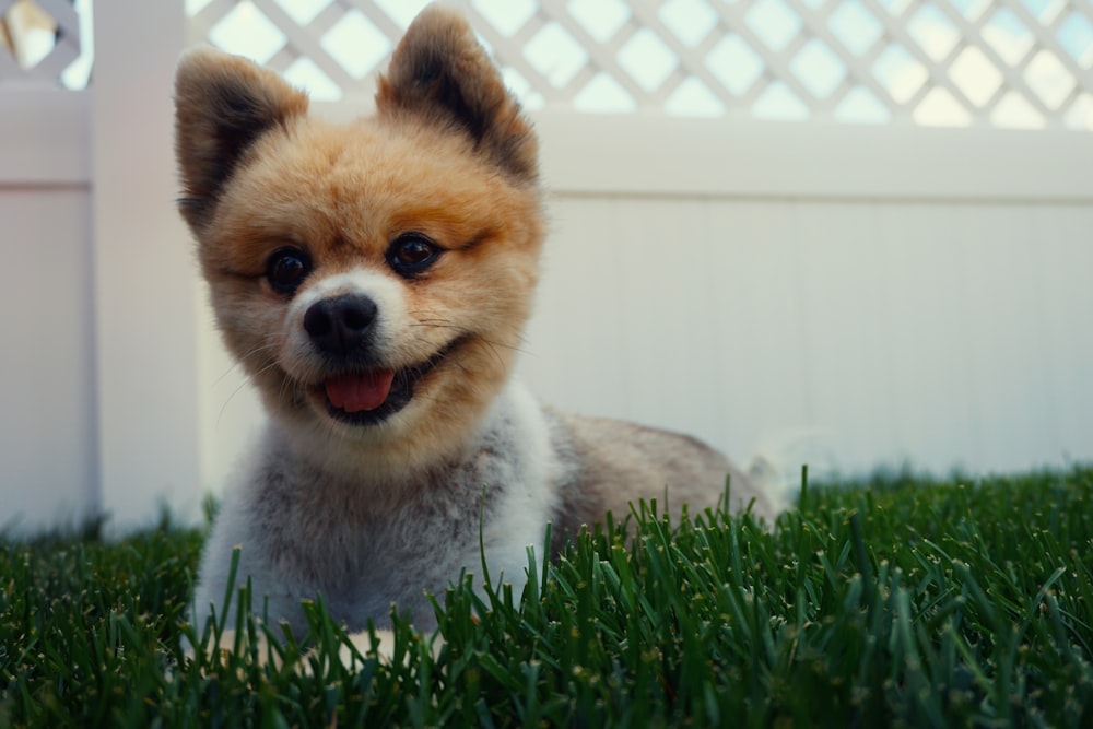 a small brown and white dog laying in the grass