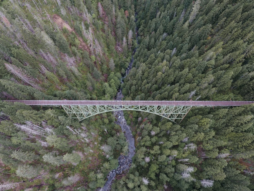 aerial photo of brown bridge and green trees