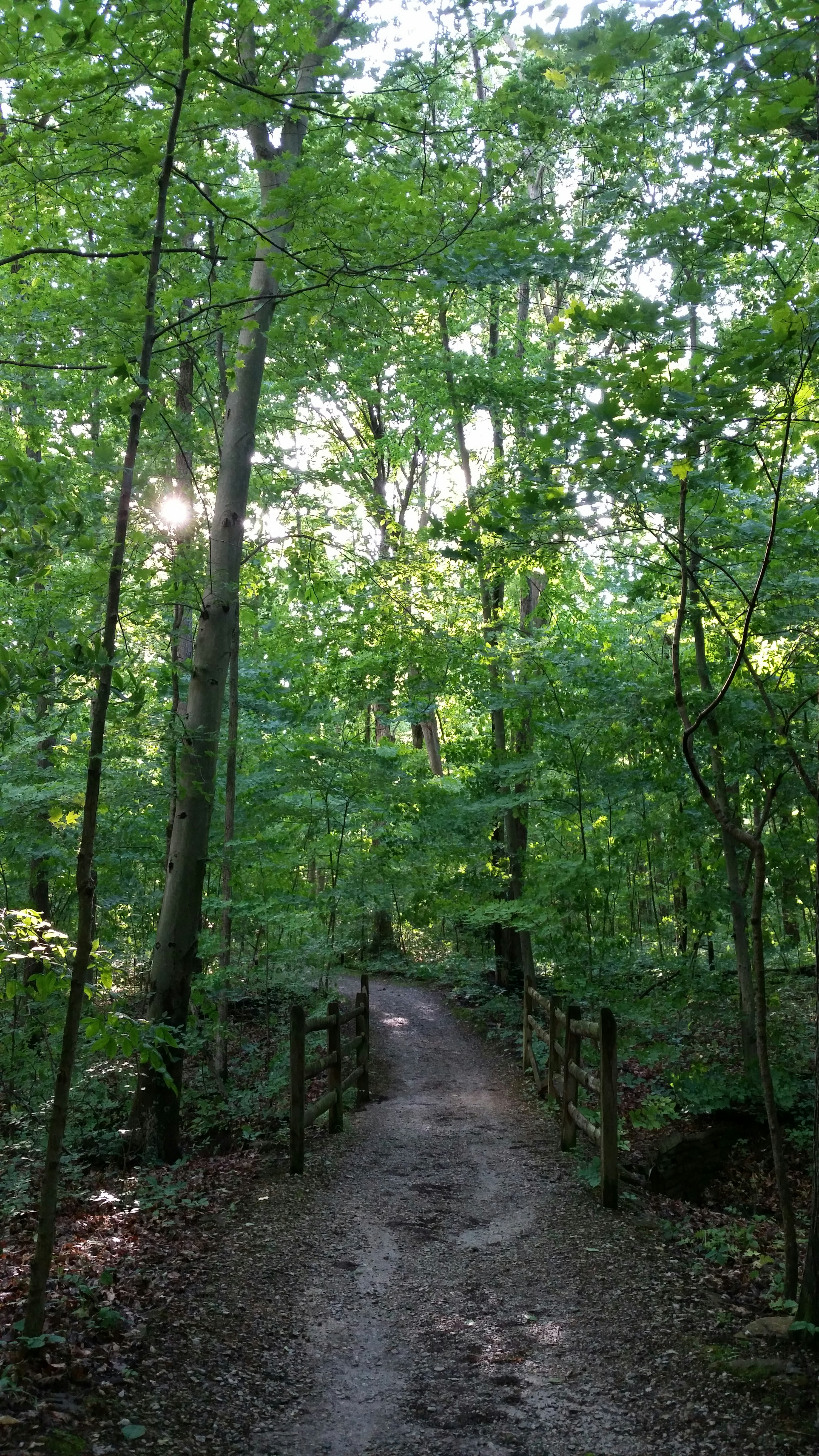 Wood Branch Outdoor And Plant Hd Photo By Linda Webb Treglia