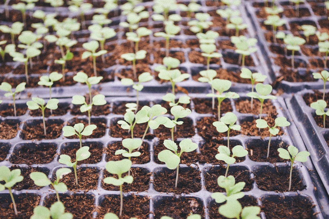 Raised Bed And Square Foot Vegetable Garden Design | 5 Simple Vegetable Garden Design Ideas Perfect For All Seasons