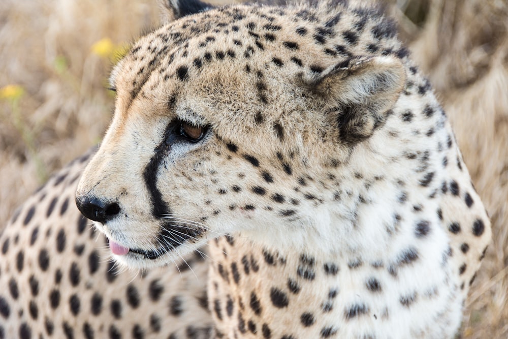 selective focus photography of cheetah