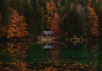reflective photography of cabin in forest
