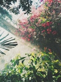 pink petaled flowers inside building