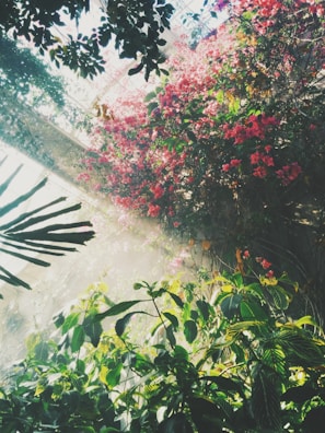 pink petaled flowers inside building
