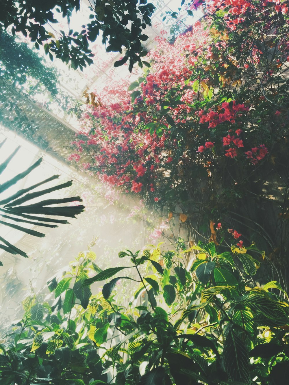 pink petaled flowers inside building