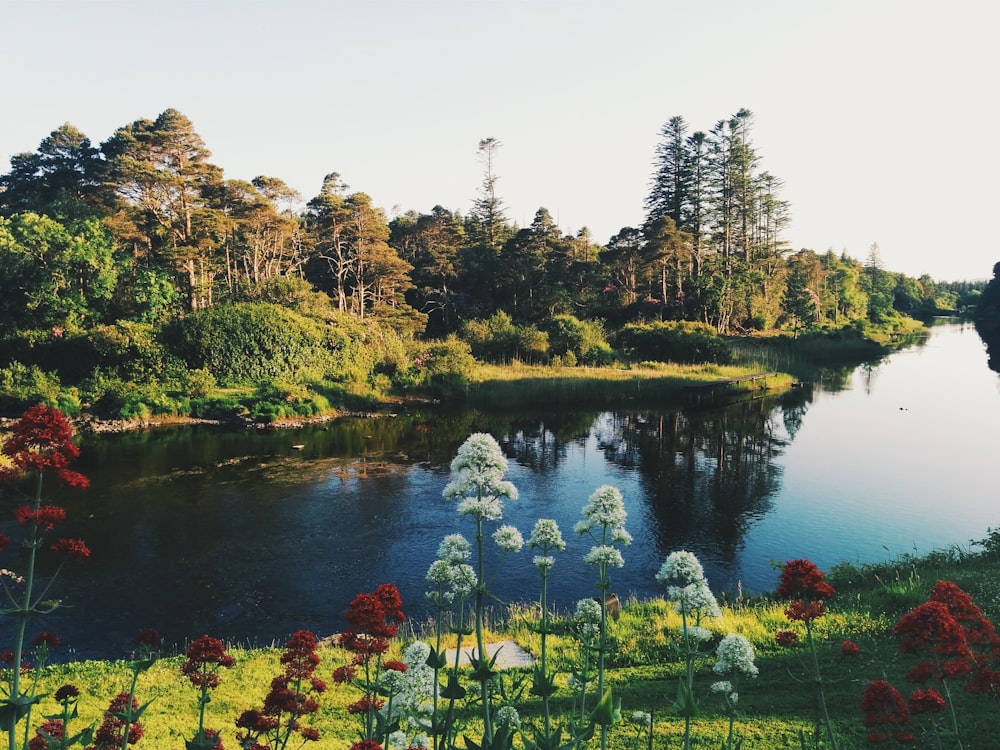 Fotografía de paisaje de árboles de hojas verdes