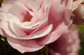 Delicate petals of a blooming flower captured with gentle brushstrokes.