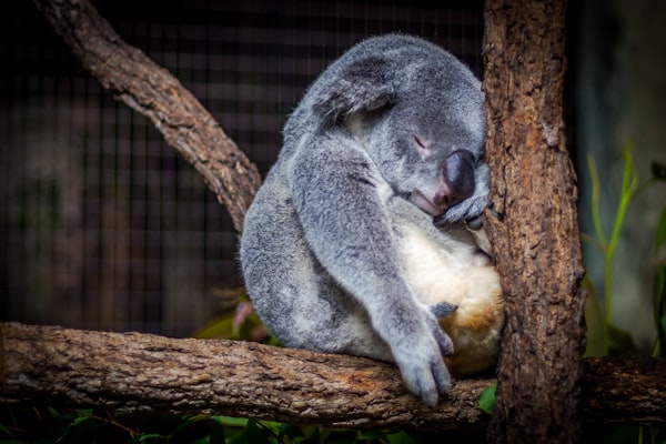 A photograph of a koala bear with its eyes closed, resting on the branch of a tree