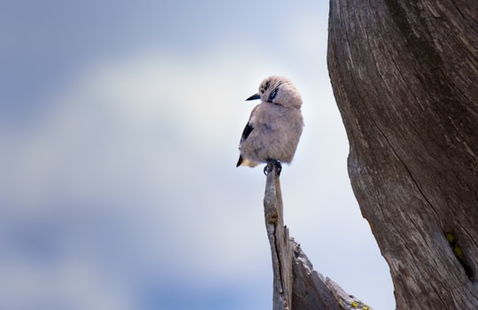 white bird perched on branch during daytime in Crater Lake United States