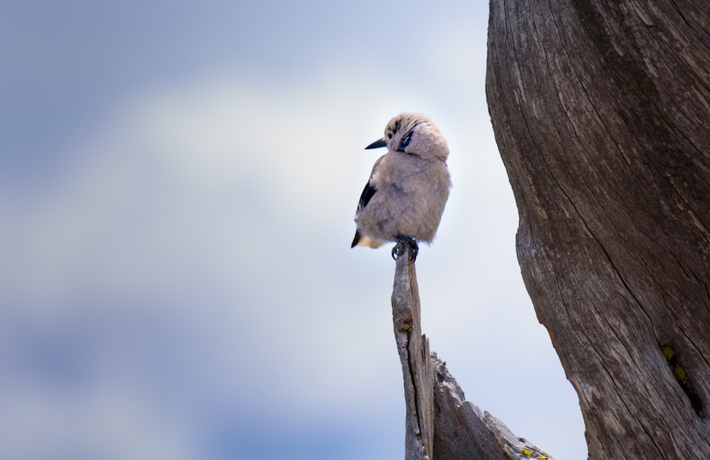 pájaro blanco posado en una rama durante el día