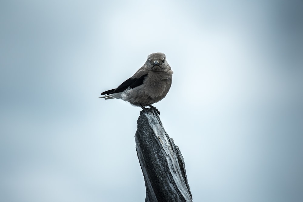 Fotografía de enfoque selectivo pájaro gris en la rama de un árbol