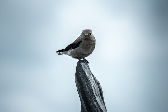 selective focus photography gray bird on branch of tree in Crater Lake United States